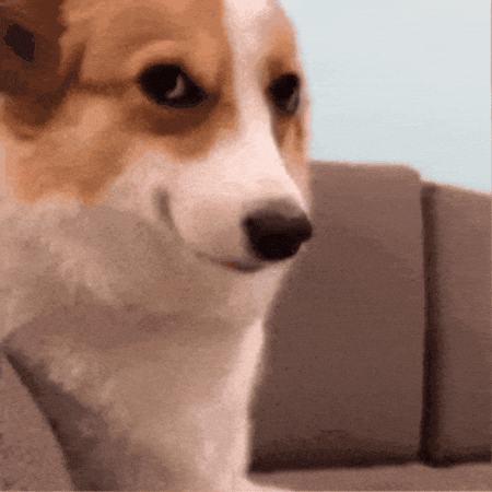 Cute corgi